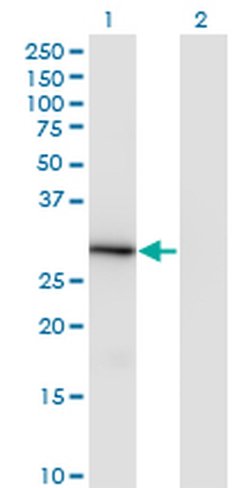 Invitrogen LFG Monoclonal Antibody (2C2) 100 &mu;g; Unconjugated:Antibodies,