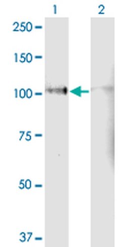 Invitrogen LPIN1 Monoclonal Antibody (3D9) 100 &mu;g; Unconjugated:Antibodies,