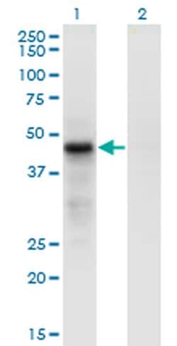 Invitrogen Cdc42EP4 Monoclonal Antibody (3G10) 100 &mu;g; Unconjugated:Antibodies,