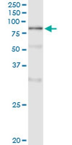 Invitrogen POLA2 Monoclonal Antibody (2A8) 100 &mu;g; Unconjugated:Antibodies,
