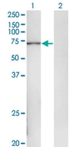 Invitrogen POLA2 Monoclonal Antibody (2A8) 100 &mu;g; Unconjugated:Antibodies,
