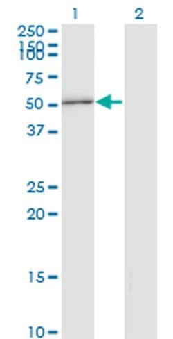 Invitrogen STAU2 Monoclonal Antibody (3B7) 100 &mu;g; Unconjugated:Antibodies,