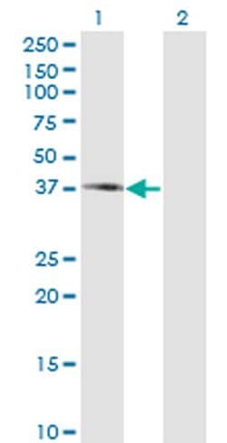 Invitrogen PIPOX Monoclonal Antibody (3D1) 100 &mu;g | Buy Online | Invitrogen&trade; | Fisher Scientific