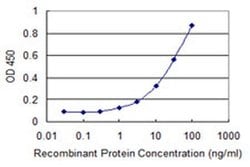 Invitrogen SPG21 Monoclonal Antibody (2B11) 100 &mu;g; Unconjugated:Antibodies,
