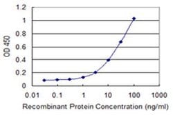 Invitrogen SCLY Monoclonal Antibody (3B2) 100 &mu;g; Unconjugated:Antibodies,
