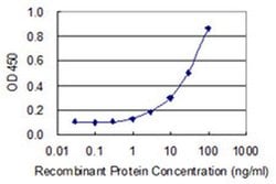 Invitrogen MRPL48 Monoclonal Antibody (1H8) 100 &mu;g; Unconjugated:Antibodies,
