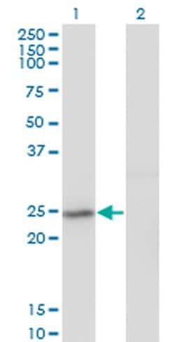 GINS2 Monoclonal Antibody (3H4):Antibodies, Monoclonal