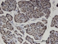 Invitrogen ZNF44 Monoclonal Antibody (4E2) 100 &mu;g; Unconjugated:Antibodies,