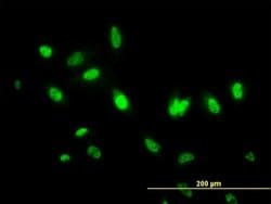 Invitrogen ITFG2 Monoclonal Antibody (3D7) 100 &mu;g; Unconjugated:Antibodies,
