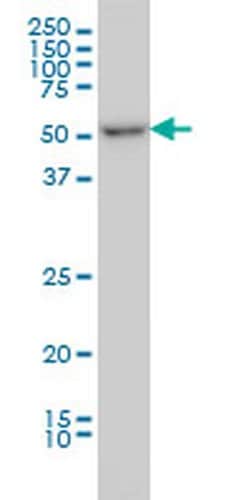 Invitrogen ITFG2 Monoclonal Antibody (3D7) 100 &mu;g; Unconjugated:Antibodies,
