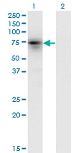 Invitrogen KLHL4 Monoclonal Antibody (4B6) 100 &mu;g; Unconjugated:Antibodies,