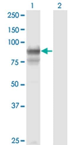 Invitrogen PCDHGB2 Monoclonal Antibody (6E9) 100 &mu;g; Unconjugated:Antibodies,
