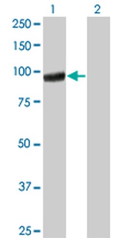 Invitrogen PCDHGA5 Monoclonal Antibody (5H5) 100 &mu;g; Unconjugated:Antibodies,