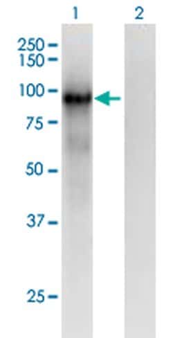 Invitrogen PCDHB6 Monoclonal Antibody (2G11) 100 &mu;g; Unconjugated:Antibodies,