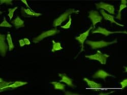 Invitrogen ZNF287 Monoclonal Antibody (3A2) 100 &mu;g; Unconjugated:Antibodies,