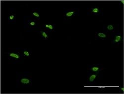 Invitrogen ZNF287 Monoclonal Antibody (3E12) 100 &mu;g; Unconjugated:Antibodies,