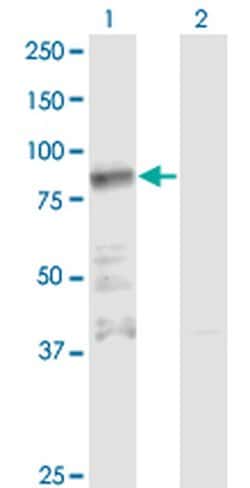 Invitrogen ZNF287 Monoclonal Antibody (3E12) 100 &mu;g; Unconjugated:Antibodies,