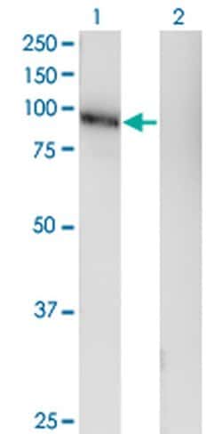 Invitrogen LRRC4C Monoclonal Antibody (1G5) 100 &mu;g; Unconjugated:Antibodies,