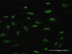 Invitrogen TGIF2 Monoclonal Antibody (4B10) 100 &mu;g; Unconjugated:Antibodies,