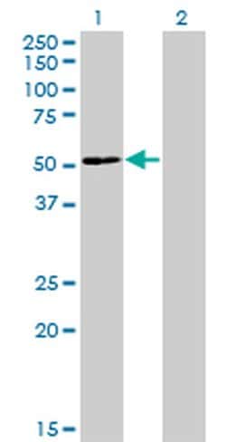 Invitrogen ZNF323 Monoclonal Antibody (4F7) 100 &mu;g; Unconjugated:Antibodies,