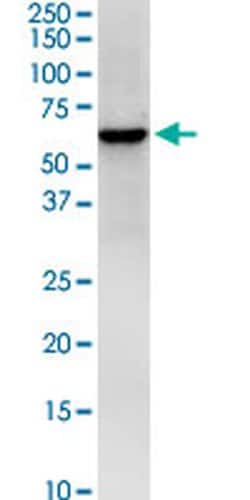 Invitrogen HS1BP3 Monoclonal Antibody (1E2) 100 &mu;g; Unconjugated:Antibodies,