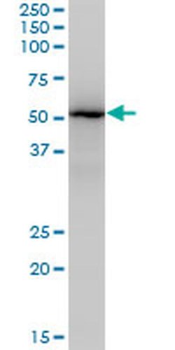Invitrogen ZNF447 Monoclonal Antibody (2H1) 100 &mu;g; Unconjugated:Antibodies,