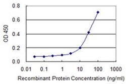 Invitrogen Bcl-G Monoclonal Antibody (1D11) 100 &mu;g; Unconjugated:Antibodies,