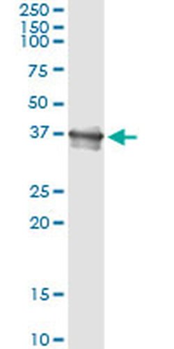 Invitrogen Bcl-G Monoclonal Antibody (1D11) 100 &mu;g; Unconjugated:Antibodies,