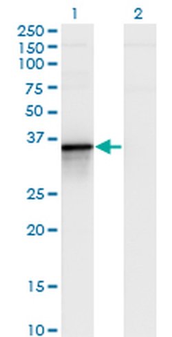 Invitrogen Bcl-G Monoclonal Antibody (1D11) 100 &mu;g; Unconjugated:Antibodies,