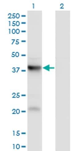 Invitrogen™ PANK3 Monoclonal Antibody (3D7)