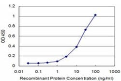 Invitrogen PRKRIP1 Monoclonal Antibody (4D11-3F11) 100 &mu;g; Unconjugated:Antibodies,