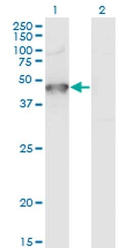 Invitrogen GRINL1A Monoclonal Antibody (2E4) 100 &mu;g; Unconjugated:Antibodies,