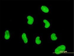 Invitrogen™ ZNF394 Monoclonal Antibody (1F8)