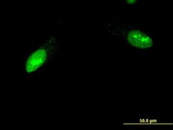 Invitrogen ZNF397 Monoclonal Antibody (1F8) 100 &mu;g; Unconjugated:Antibodies,