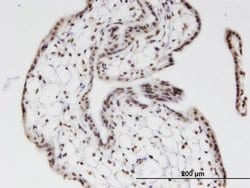 Invitrogen ZNF397 Monoclonal Antibody (1F8) 100 &mu;g; Unconjugated:Antibodies,