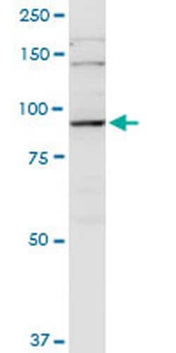 Invitrogen PGBD1 Monoclonal Antibody (2A3) 100 &mu;g; Unconjugated:Antibodies,