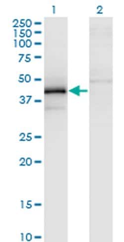 Invitrogen™ ZFYVE19 Monoclonal Antibody (3G4-2B11)