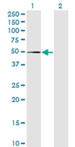 MPND Monoclonal Antibody (1C12), Invitrogen 100 &mu;g; Unconjugated:Antibodies,