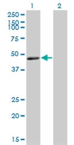 Invitrogen TNFRSF19L Monoclonal Antibody (3F8) 100 &mu;g; Unconjugated:Antibodies,