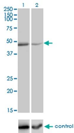 Invitrogen TNFRSF19L Monoclonal Antibody (3F8) 100 &mu;g; Unconjugated:Antibodies,