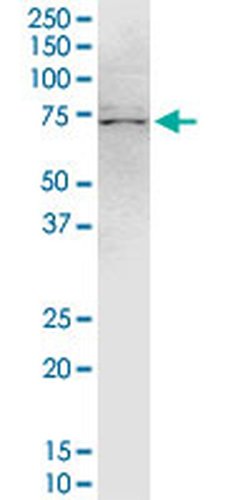 Invitrogen TRIM47 Monoclonal Antibody (3C8) 100 &mu;g; Unconjugated:Antibodies,