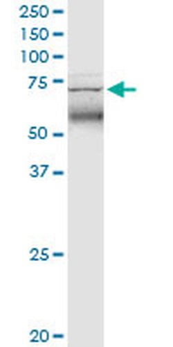 Invitrogen TRIM47 Monoclonal Antibody (3C8) 100 &mu;g; Unconjugated:Antibodies,