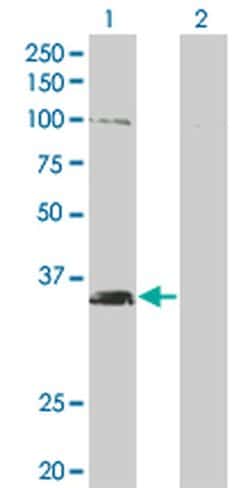 Invitrogen MSI2 Monoclonal Antibody (3B6) 100 &mu;g; Unconjugated:Antibodies,