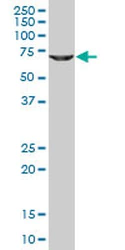 Invitrogen GLYCTK Monoclonal Antibody (1B5) 100 &mu;g; Unconjugated:Antibodies,
