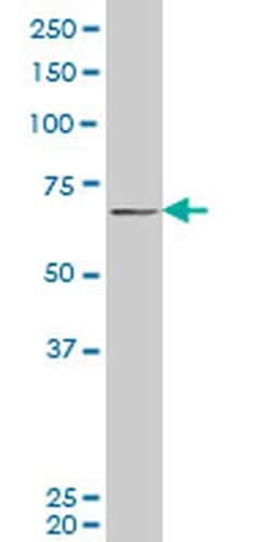 Invitrogen PASD1 Monoclonal Antibody (3C1) 100 &mu;g; Unconjugated:Antibodies,