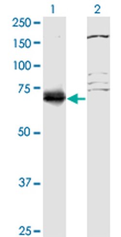 Invitrogen SFRS12 Monoclonal Antibody (1D11) 100 &mu;g; Unconjugated:Antibodies,