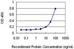 Invitrogen HIPK4 Monoclonal Antibody (2E8) 100 &mu;g; Unconjugated:Antibodies,