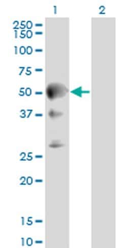 Invitrogen Septin-10 Monoclonal Antibody (2A12) 100 &mu;g; Unconjugated:Antibodies,