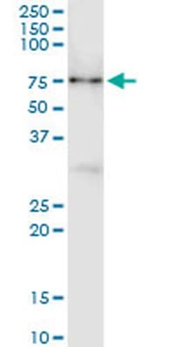 Invitrogen CNKSR3 Monoclonal Antibody (4A11) 100 &mu;g; Unconjugated:Antibodies,