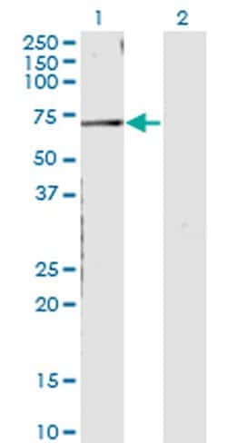 Invitrogen CNKSR3 Monoclonal Antibody (4A11) 100 &mu;g; Unconjugated:Antibodies,